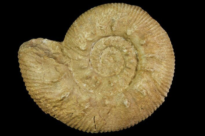 Fossil Ammonite (Reineckeia) - France #117216